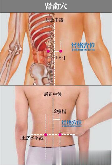 腎俞穴的準(zhǔn)確位置圖