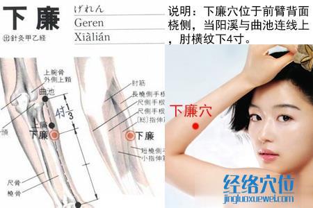 下廉穴位位置圖 下廉穴位位置圖