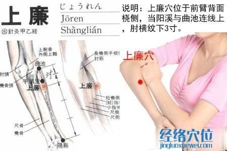 上廉穴位位置圖 上廉穴位位置圖