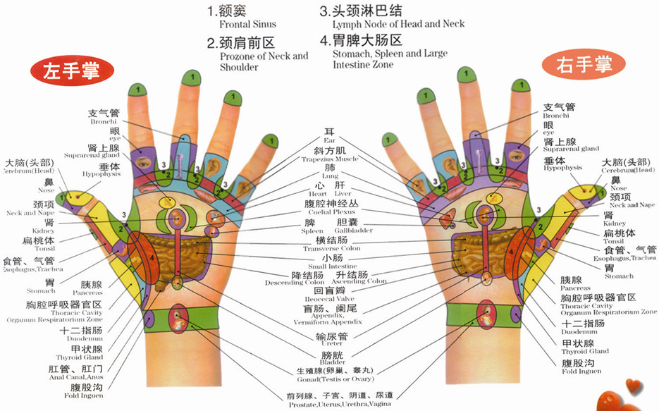 手部反射區圖（左手掌、右手掌）