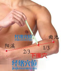 下廉穴位位置圖 下廉穴位位置圖
