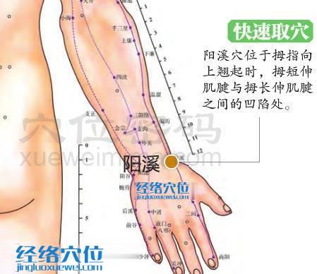 圖解陽溪穴的位置圖