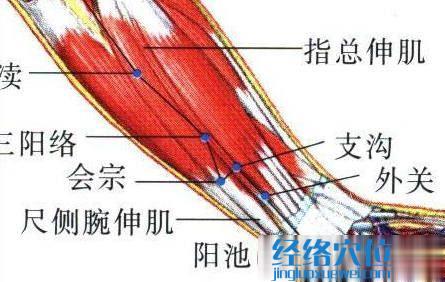 外關穴的位置解剖分析圖