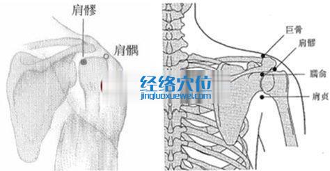 肩髎穴位位置圖
