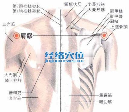 肩髎穴的位置解剖分析圖