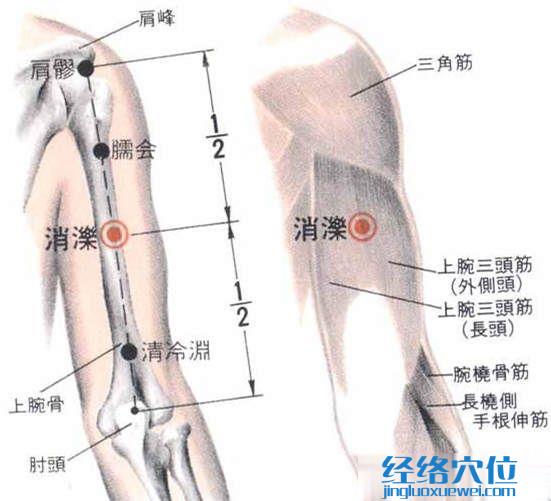 消濼穴位置解剖分析圖