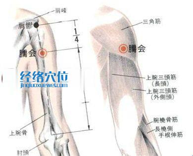 臑會穴的位置解剖分析圖