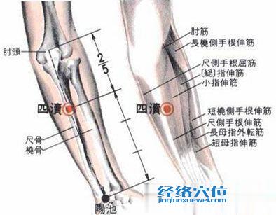 四瀆穴的位置解剖分析圖片