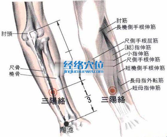 三陽絡穴的位置解剖分析圖