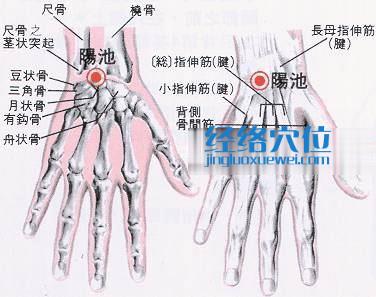 陽池穴的位置解剖分析圖