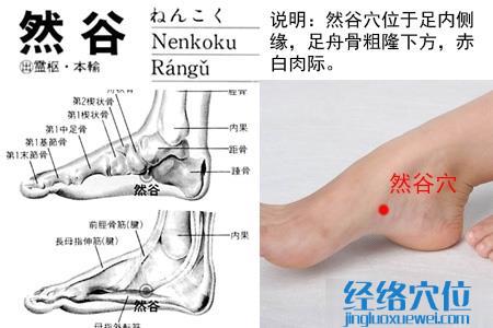 然谷穴位位置圖 然谷穴位位置圖