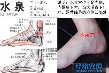 水泉穴位位置圖 水泉穴位位置圖
