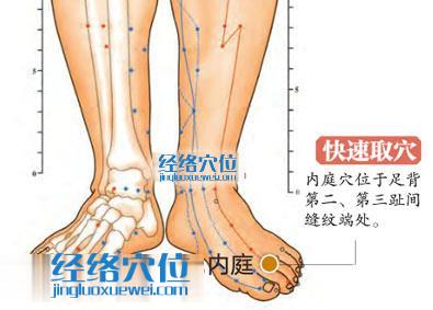 內庭穴的準確位置圖