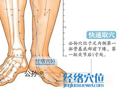 圖解公孫穴的位置