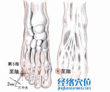 至陰穴解剖圖