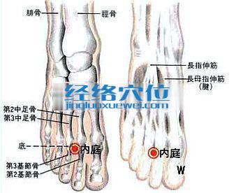 內庭穴的位置及解剖分析圖
