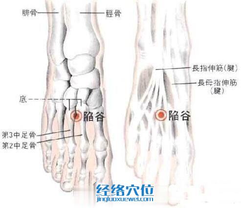 陷谷穴位及解剖分析圖