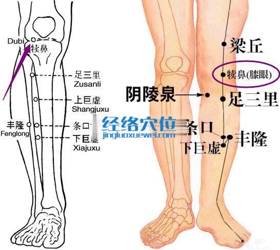 犢鼻穴的位置圖