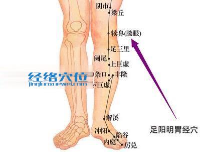 圖解足陽明胃經(jīng)之犢鼻穴位圖