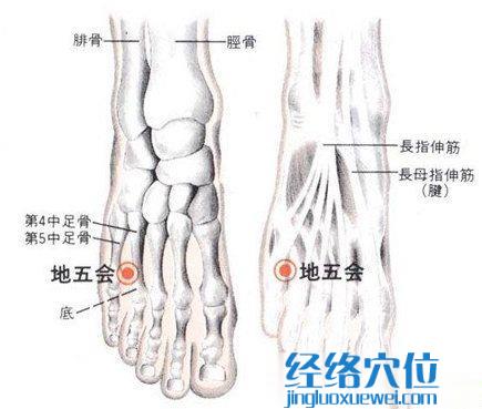 地五會(huì)穴的位置解剖分析圖