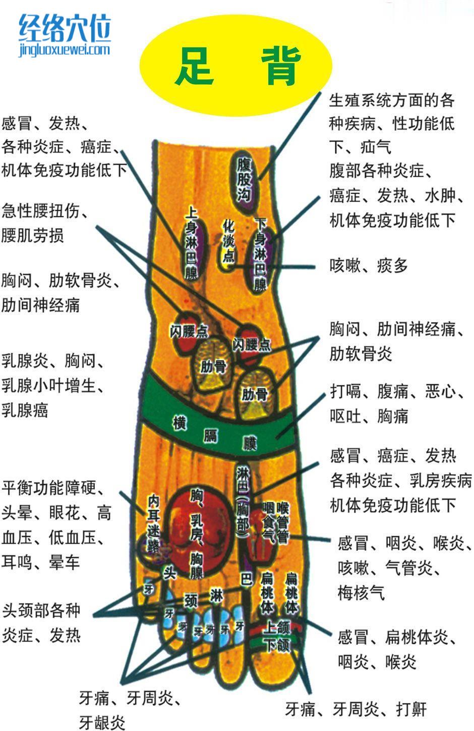 足部反射區圖（足背）
