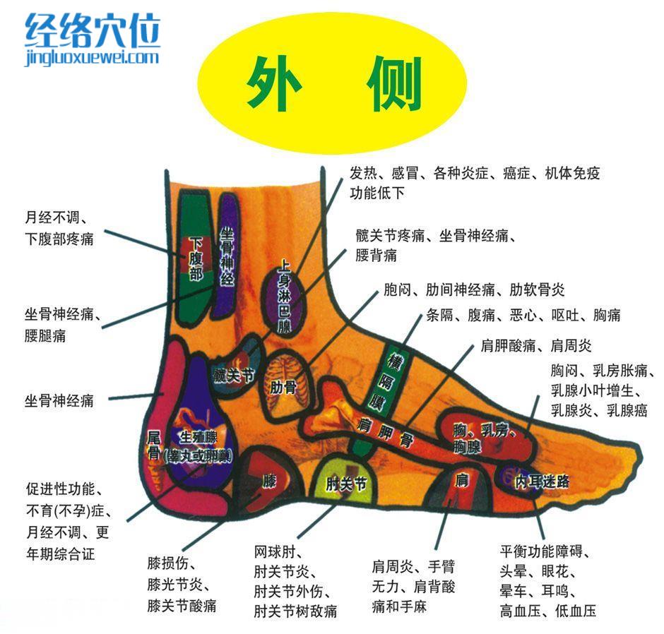 足部外側反射區圖
