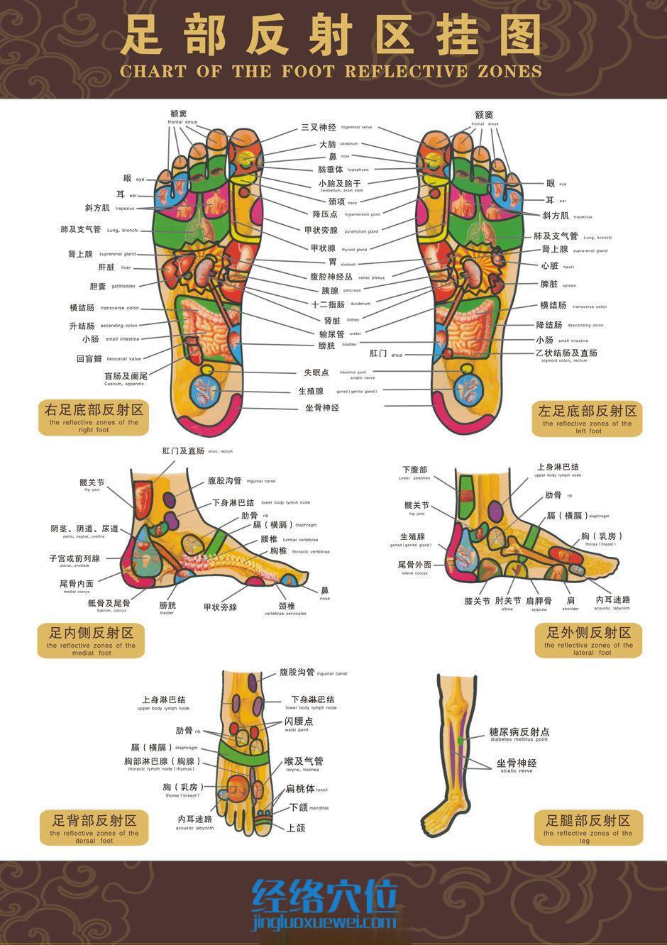 高清足部反射區圖