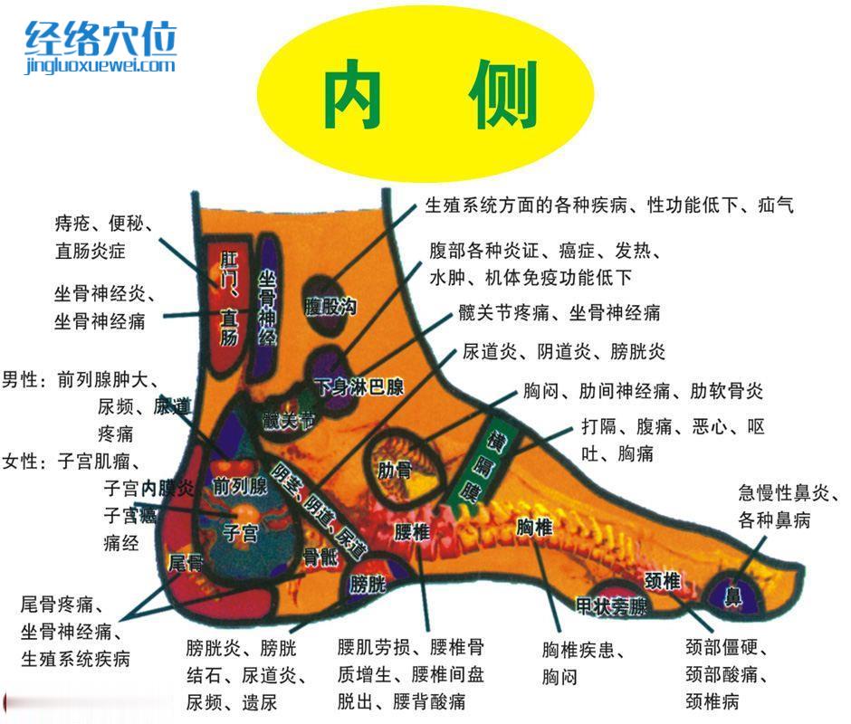 足部內側反射區圖