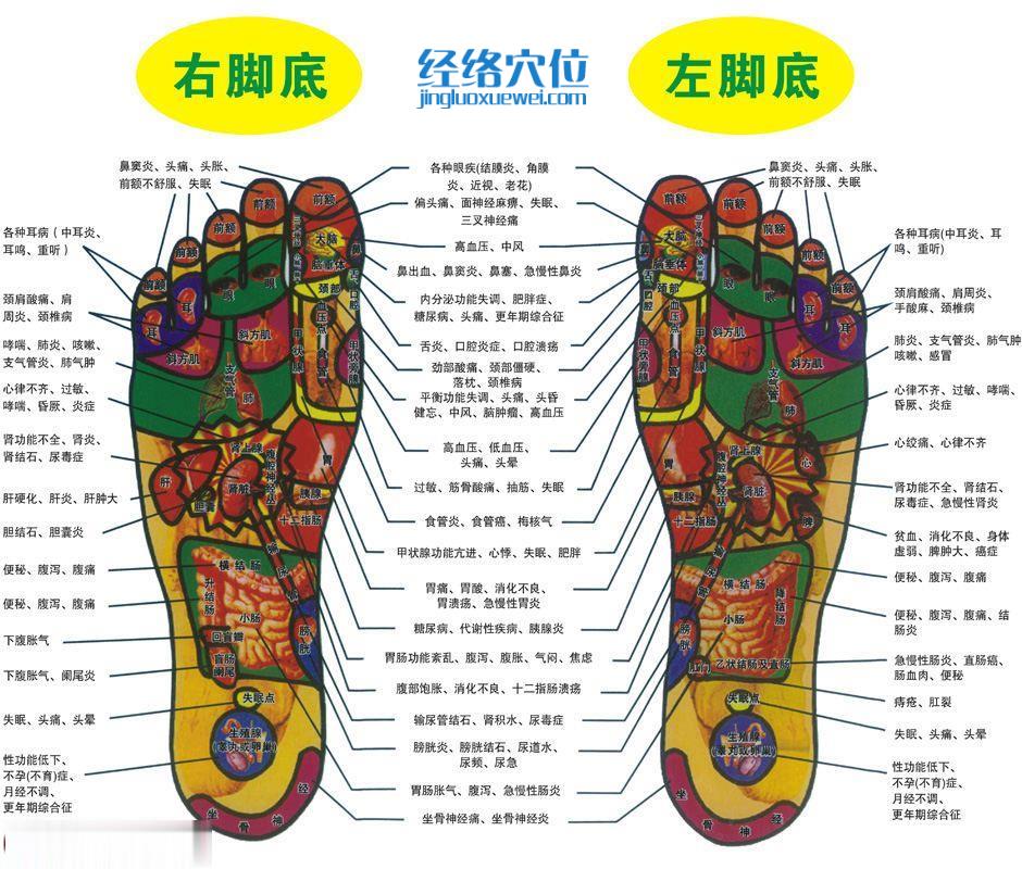 腳底反射區圖
