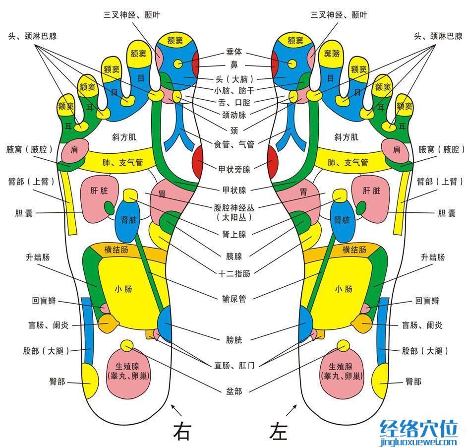 腳底反射區示意圖