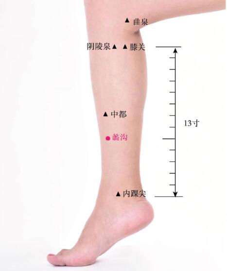 蠡溝的準確位置圖及功效視頻位位置圖 蠡溝的準確位置圖及功效視頻位位置圖