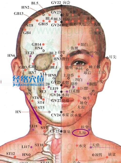 人迎穴位位置圖及解剖分析圖