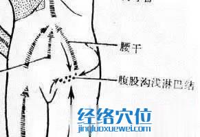 腹股溝淋巴結圖片