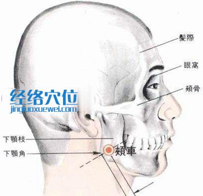 頰車穴的位置解剖分析圖