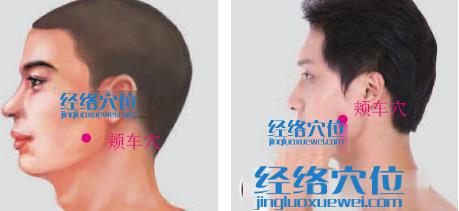 頰車穴位位置圖