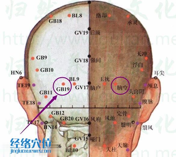 腦空穴位置位置圖