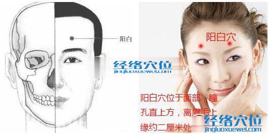 陽白穴位圖