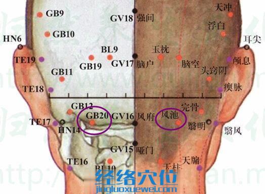 風池穴的準確位置圖