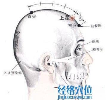上星穴的位置解剖分析圖