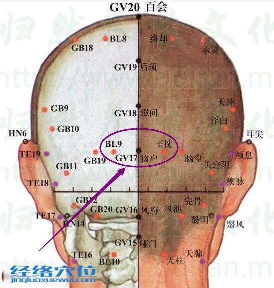 腦戶穴的準確位置圖
