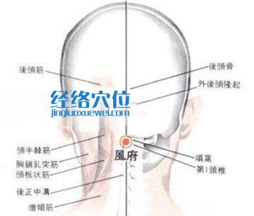啞門穴的位置解剖分析圖