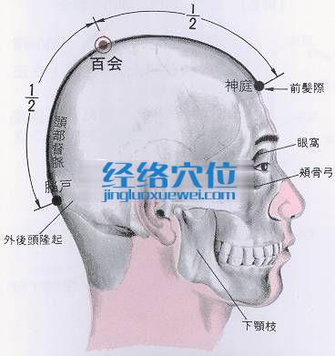 百會穴的位置解剖分析圖