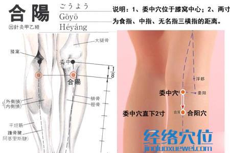 合陽(yáng)穴