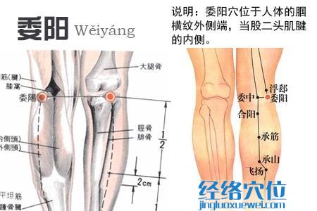 委陽(yáng)穴