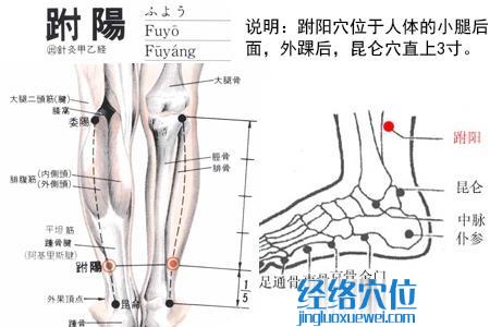 跗陽(yáng)穴