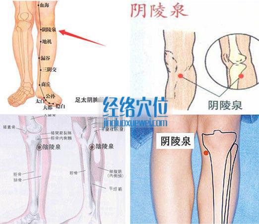 陰陵泉穴位位置圖（高清圖組）