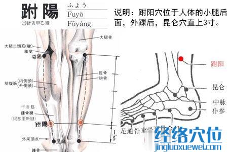 跗陽穴位位置圖