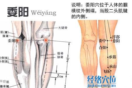 委陽(yáng)穴位位置圖