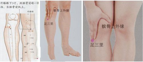 足三里穴的準確位置圖