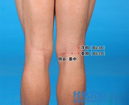 委陽(yáng)穴的位置圖
